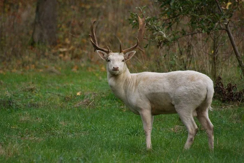 Biały Jeleń: Odkryj, dlaczego te kosmetyki podbijają serca użytkowników – test i recenzja