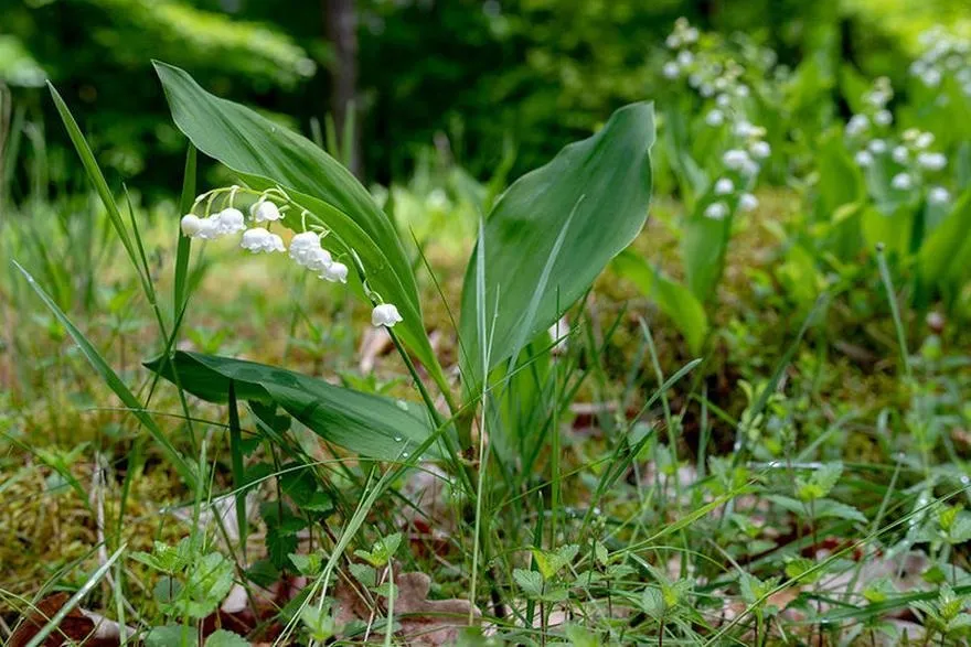 Dobre zioło: Odkryj niezwykłe właściwości i korzyści zdrowotne roślin