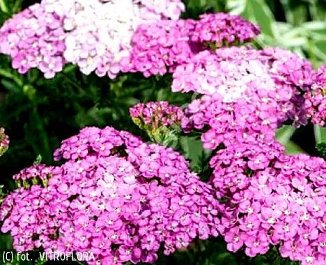 Krwawnik suszony – naturalna pomoc w codziennych dolegliwościach