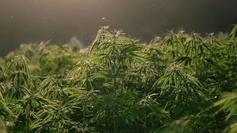 Marihuana w Polsce: Co musisz wiedzieć o prawie, trendach konsumpcji i dostępności?