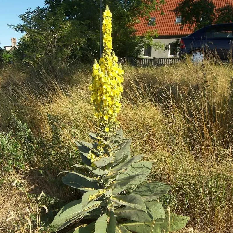 Poznaj Dziewanny: Najważniejsze Informacje o tych Fascynujących Roślinach