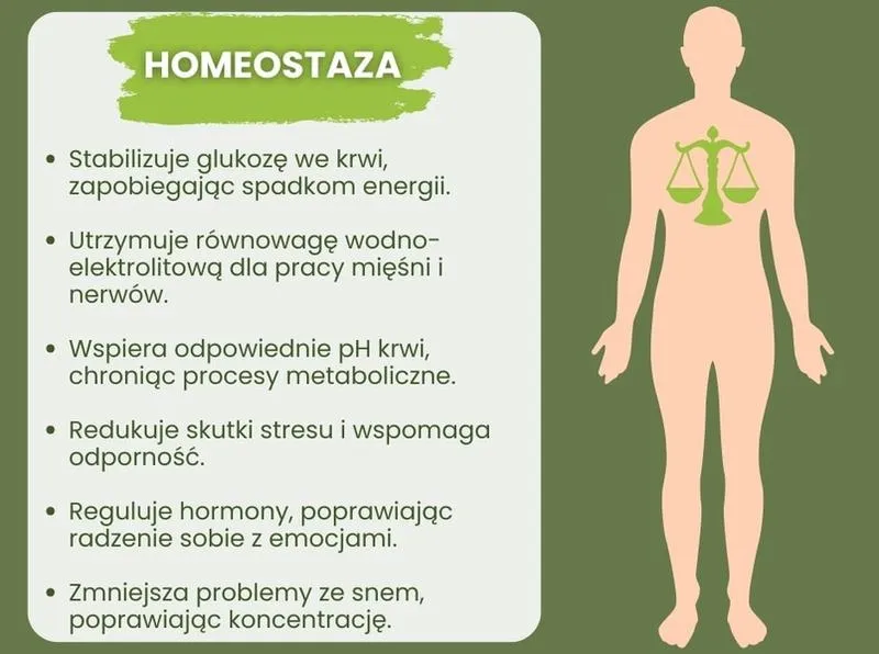 Zrozum homeostazę: podstawy biologii w przystępny sposób