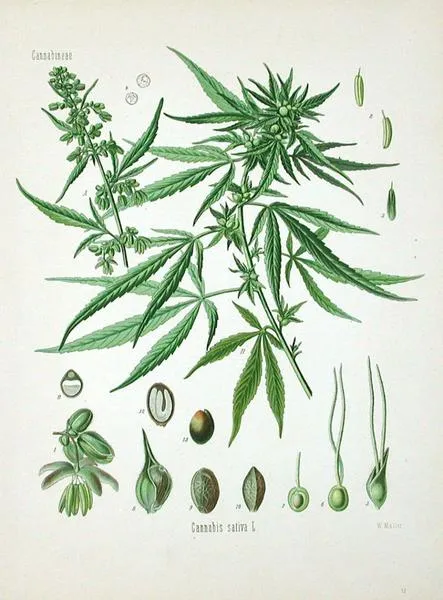 Aspekty prawne konopi w Polsce