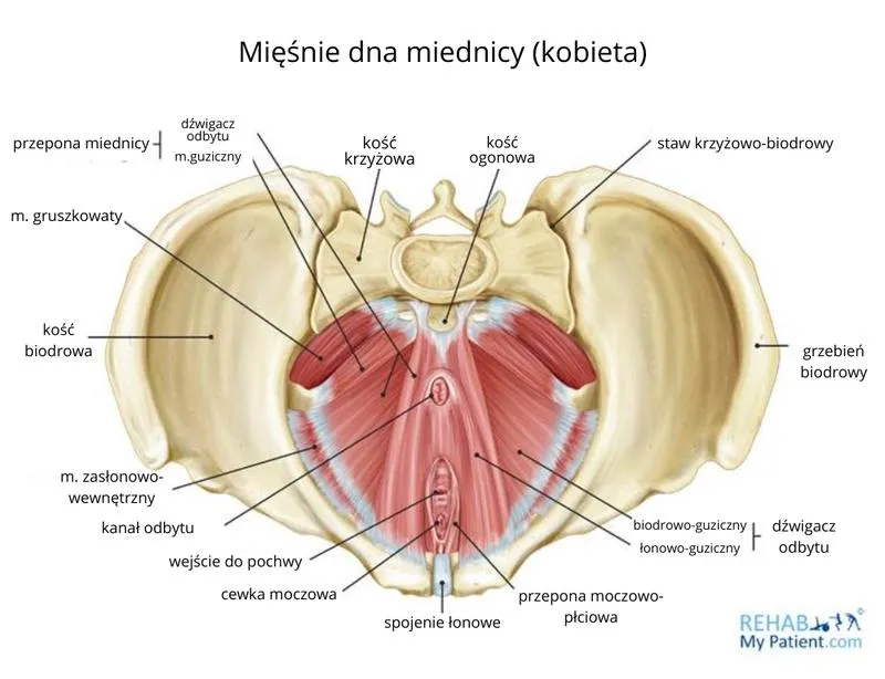 Codzienny trening dna miednicy
