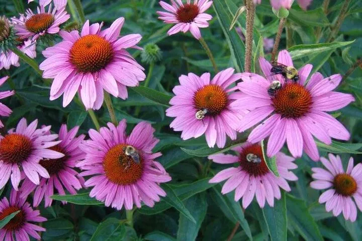 Echinacea a odporność organizmu