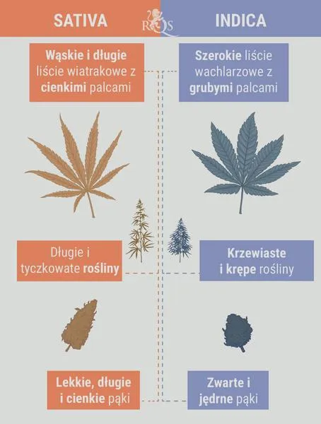 Indica i Sativa