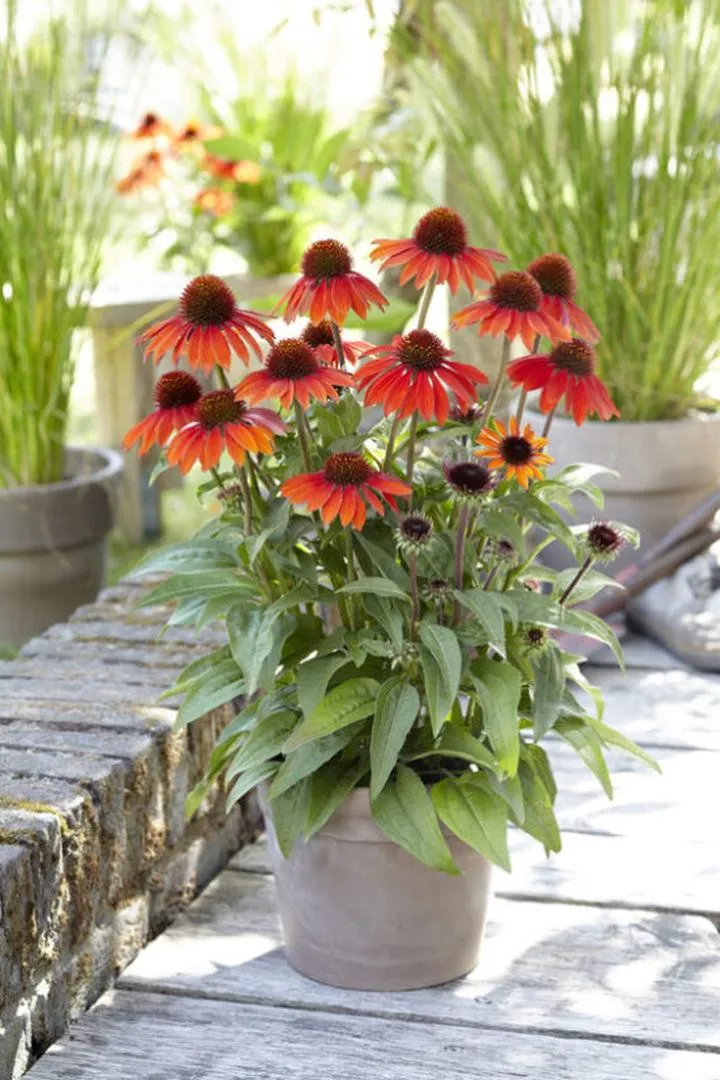 Jeżówka echinacea właściwości i zastosowanie