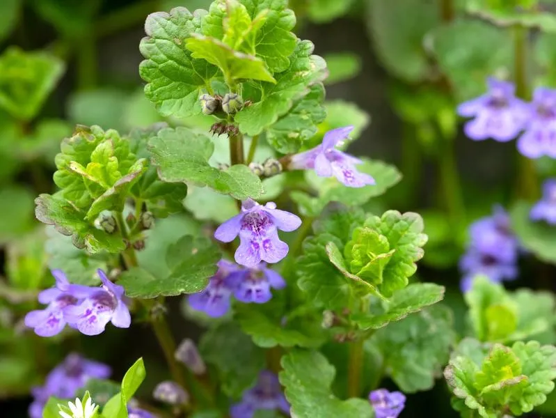 Korzyści zdrowotne roślin