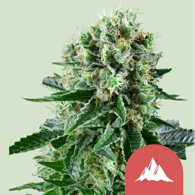 Kush w medycynie