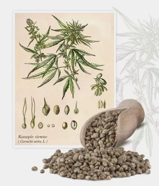 Legalność Cannabis sativa w Polsce