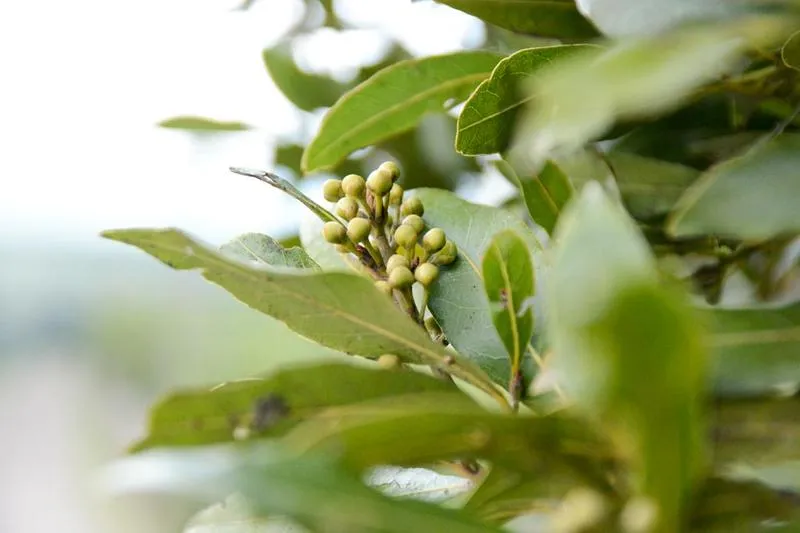 Maść z liści laurowych