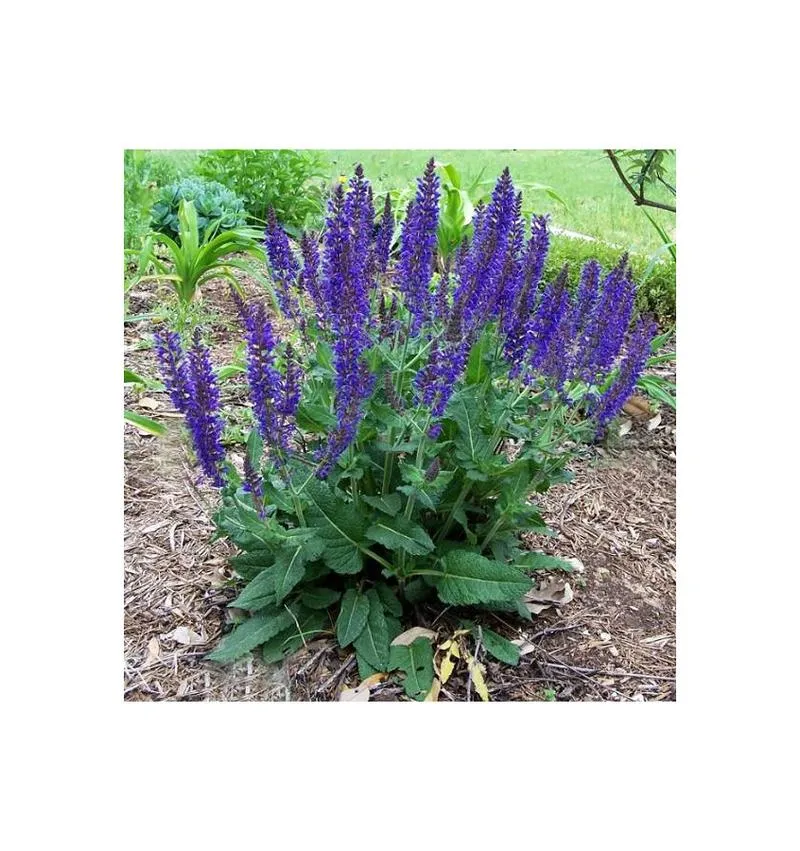 Metody palenia szałwii