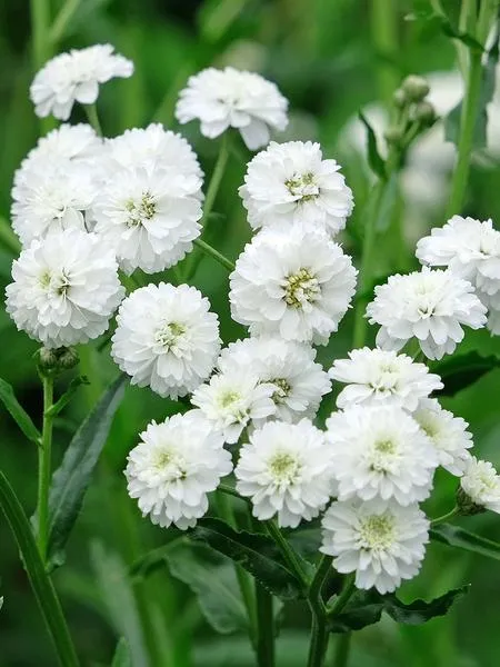 Naturalne lekarstwo