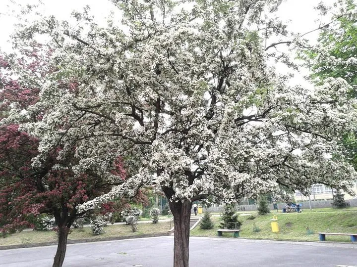 Naturalne leki na serce