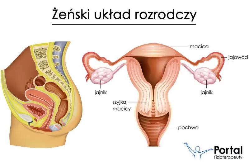 Objawy obniżenia narządów rodnych