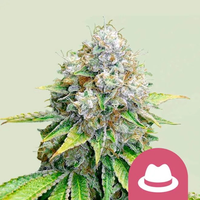 Odmiany kush