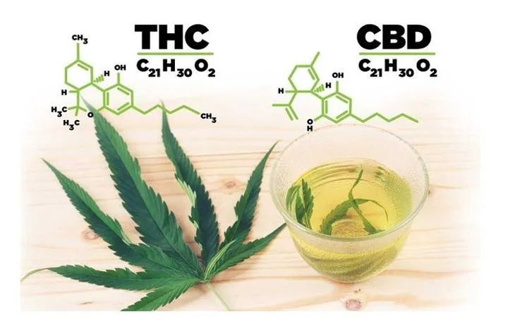 Oleje konopne Holandia