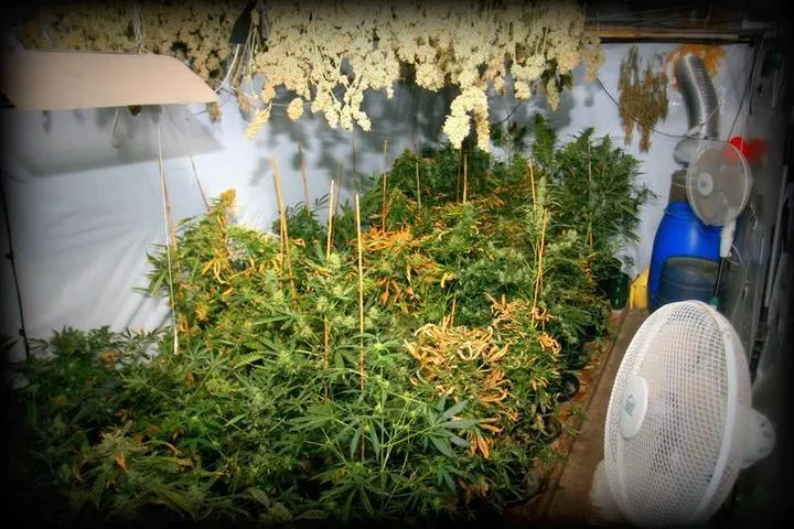 Oświetlenie i wentylacja w hodowli