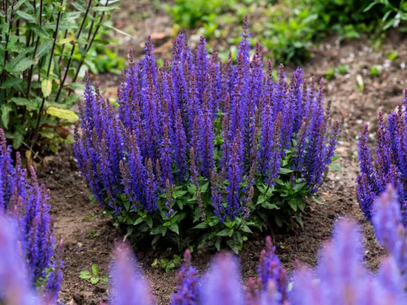 Palenie szałwii i rytuały