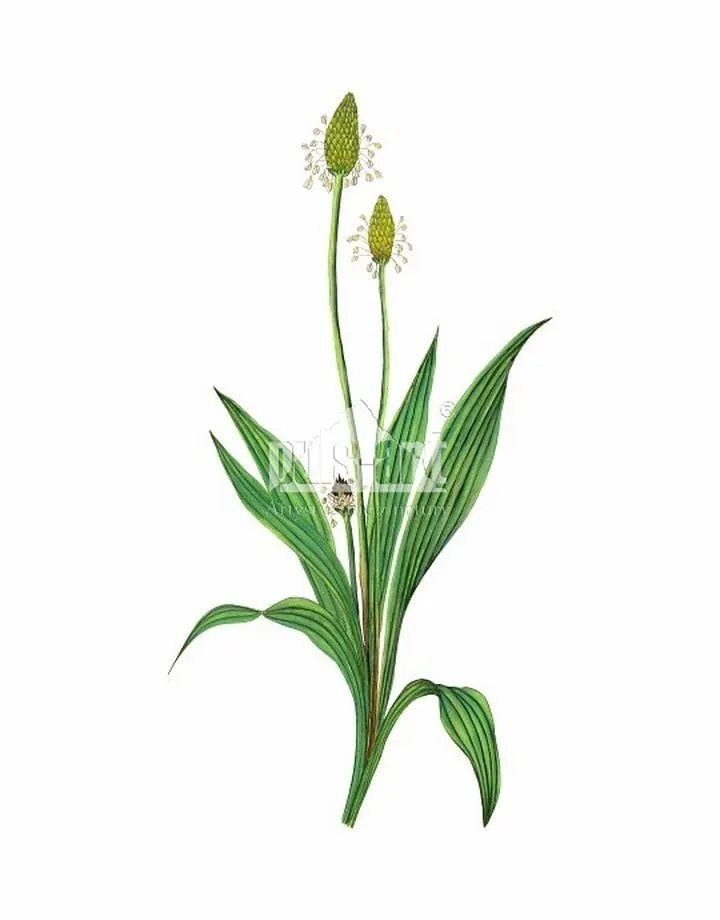 Pielęgnacja skóry z babką