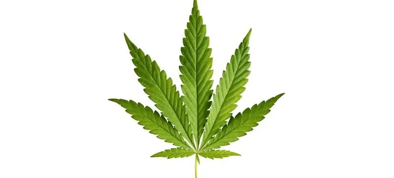 Podstawy palenia marihuany