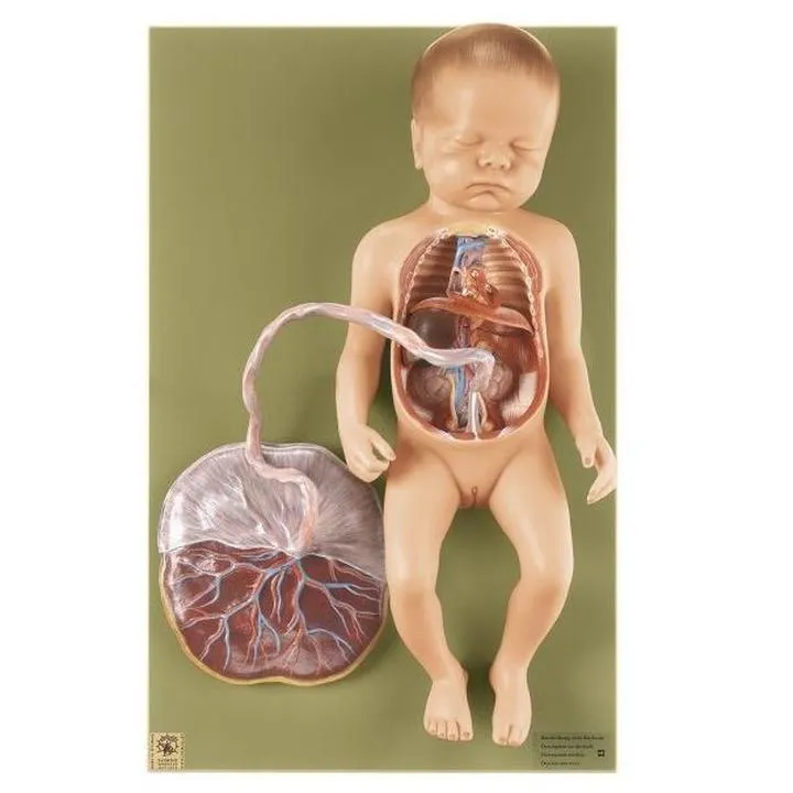 Preparaty anatomiczne w edukacji medycznej