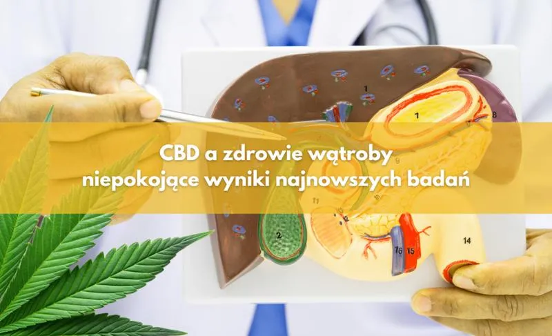 Przeciwbólowe działanie CBD