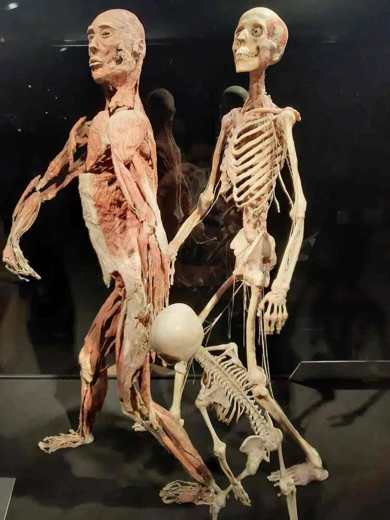 Rola preparatów anatomicznych w badaniach naukowych