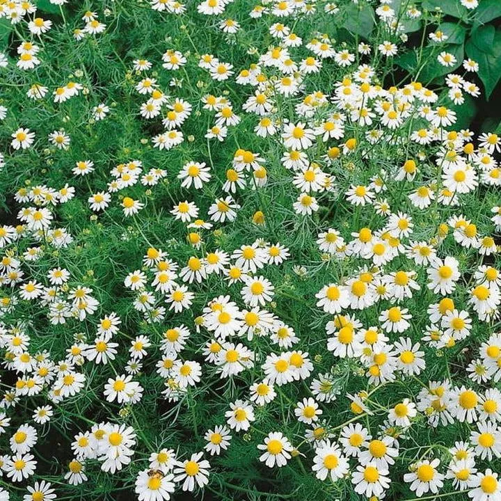 Rola rumianku w terapii i ziołolecznictwie