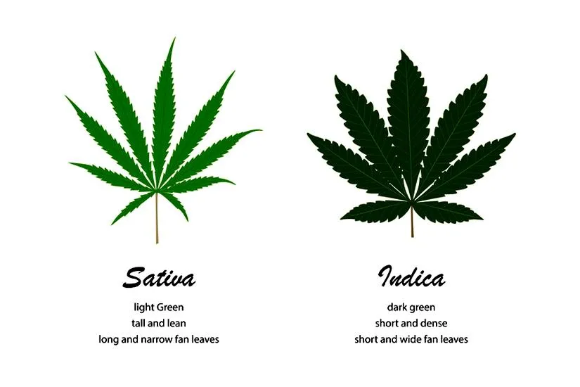 Różnice konopi sativa indica