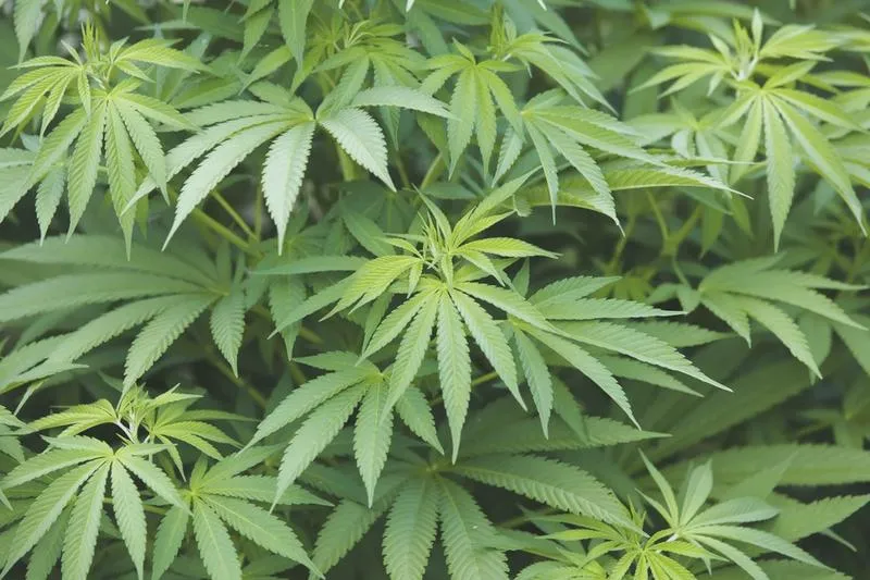 Skutki uboczne CBD