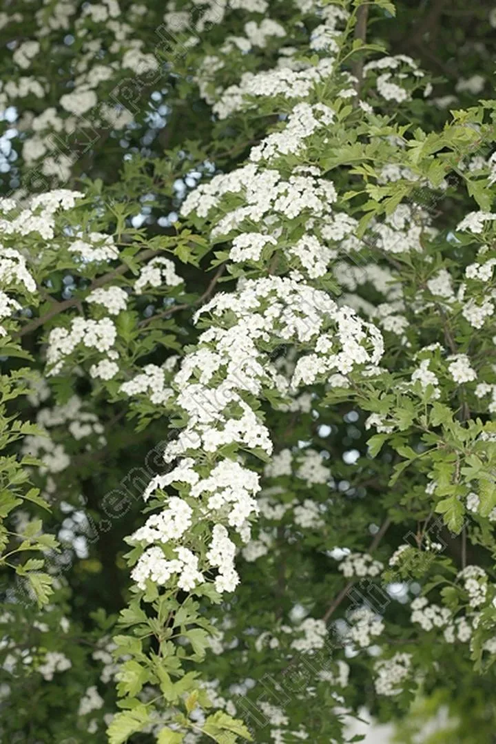 Suplementy na układ krążenia