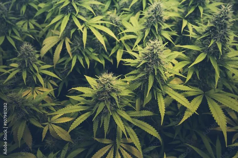 Techniki palenia marihuany