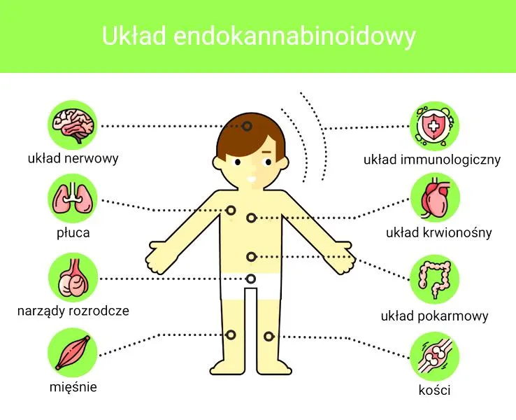 Terapie i kannabinoidy