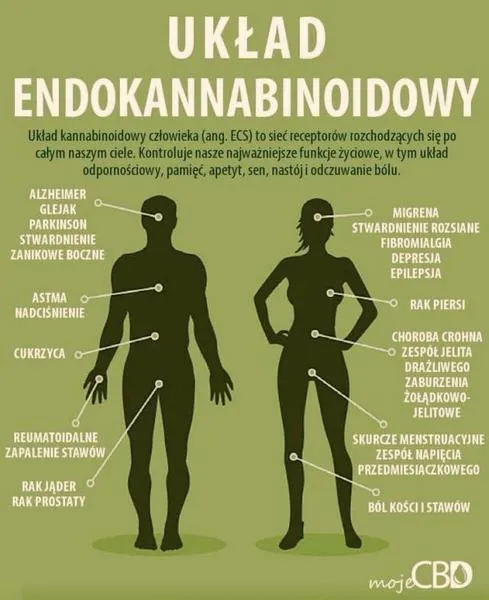 Układ endokannabinoidowy