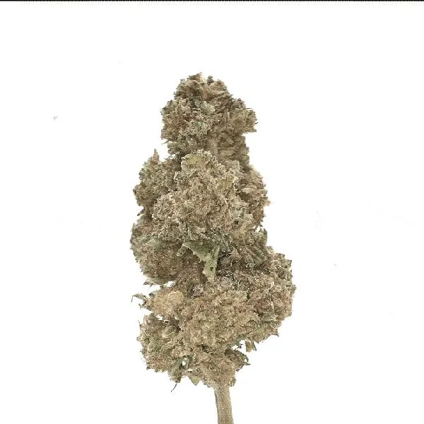 Uprawa Gorilla Glue