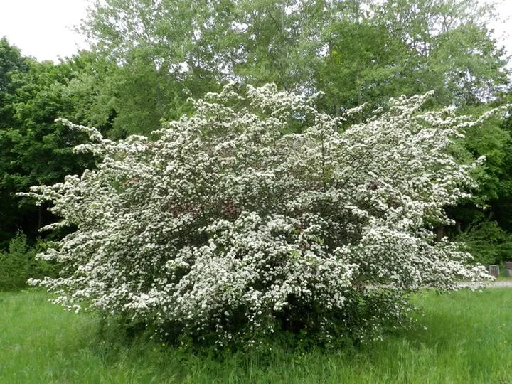 Właściwości zdrowotne głogu