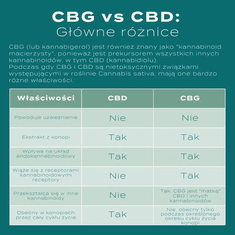Wpływ CBG na zdrowie