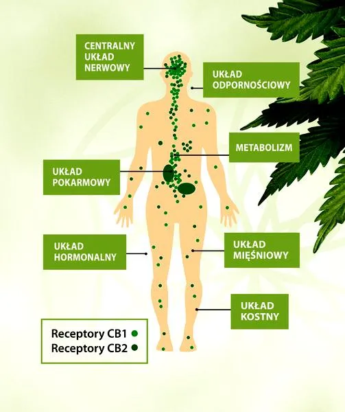 Zdrowie układu endokannabinoidowego