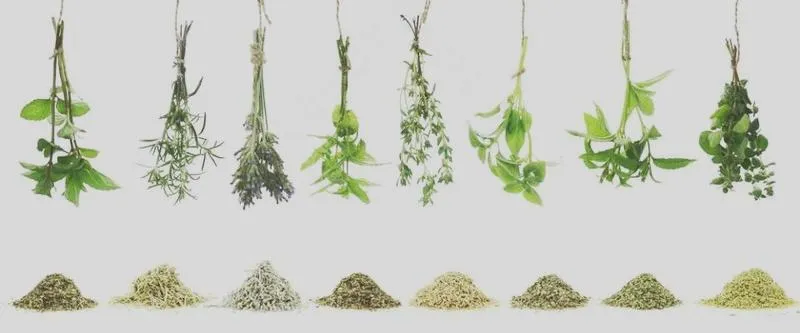 Zioła w medycynie naturalnej